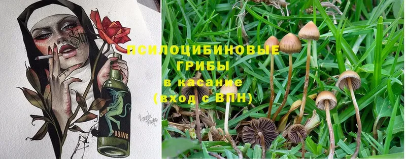 Галлюциногенные грибы Psilocybine cubensis  сколько стоит  Гаврилов-Ям 